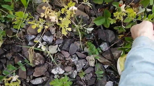 Железнодорожная земляника