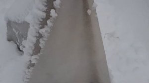 Почвопокровная роза  ЗИМУЕТ БЕЗ УКРЫТИЯ !