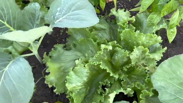 Салаты с Анчоусами