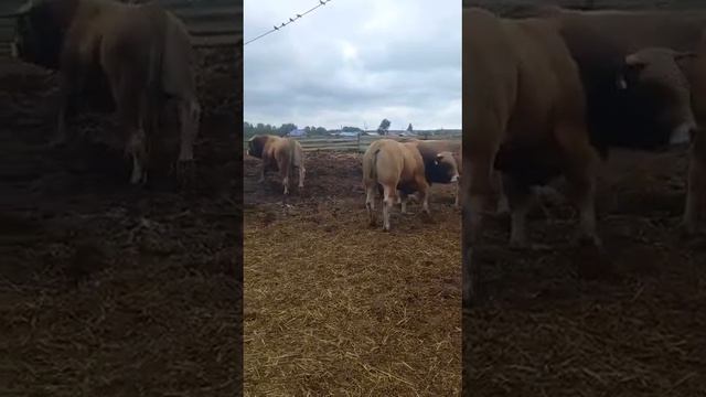 Бычки породы обрак смотреть онлайн