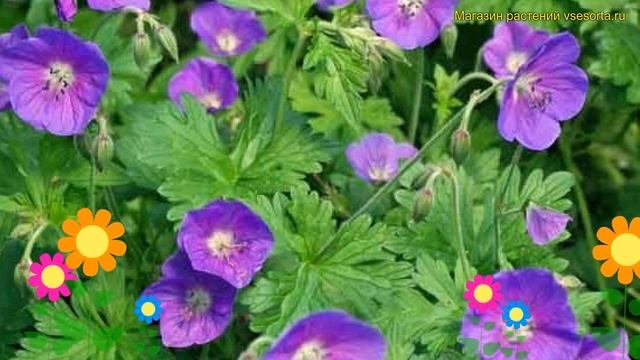 Герань гималайская Гравити. Краткий обзор, описание характеристик geranium himalayense Gravetye смотреть онлайн
