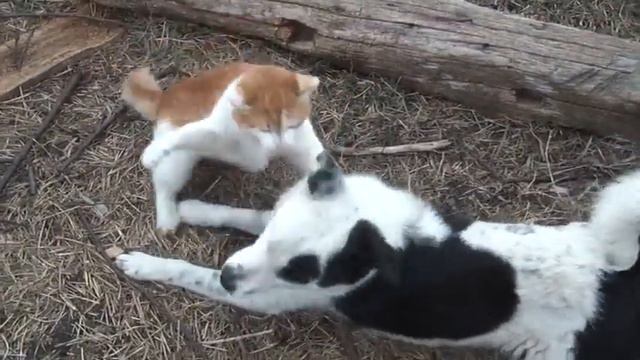 SDV 0524 смотреть онлайн