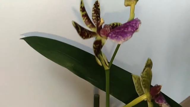 Новая покупка орхидей. Часть 1. Zygopetalum смотреть онлайн