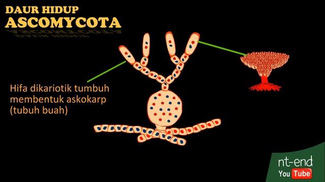 ASCOMYCOTA смотреть онлайн