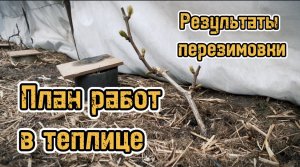 План работ на винограднике в теплице после снятия зимнего укрытия/Работы на винограднике