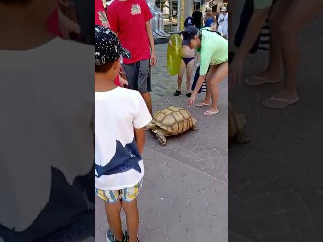 Отдых в Витязево.