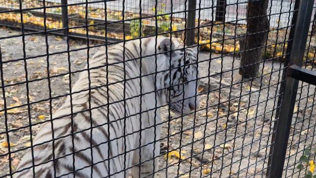 Раджа спрятался от малышни в углу) Тайган смотреть онлайн