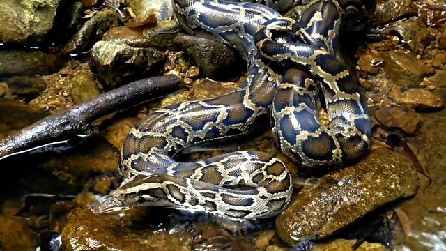 Burmese Python смотреть онлайн