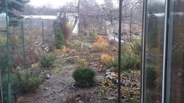 фундук ОТВОДКИ 2019 \ СРОКИ ОСЕННЕЙ ПОСАДКИ!!! смотреть онлайн