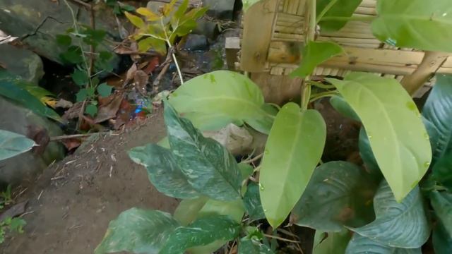 Plant tour sa bahay kubo @nelborne Labason after Typhoon Paeng смотреть онлайн