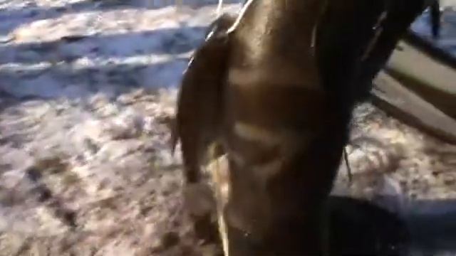 Чемпионат Рязанской области по подводной охоте 24 смотреть онлайн