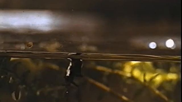 Школфильм - Природоведение - Тайны старого пруда смотреть онлайн