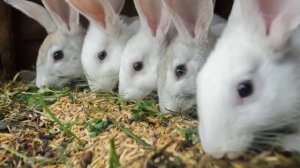 Можно ли кроликам давать овес