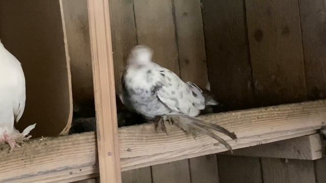 Бойные Голуби ? Подарок сизомурого ? Похож ли окрас на сизограна? #бойныеголуби #голуби #pigeons смотреть онлайн