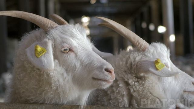 Orenburg Goats | Orenburg Down Shawl