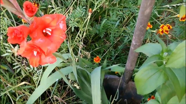 КОГДА ВЫКАПЫВАТЬ ГЛАДИОЛУСЫ..ЧЕМ ОБРАБОТАТЬ ЛУКОВИЦЫ смотреть онлайн