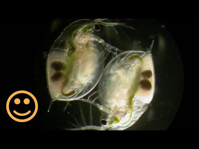 ДАФНИЯ РАЗМНОЖИЛАСЬ!!! смотреть онлайн