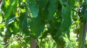 Томат Алиса урожайные красивые вкусные сердечки