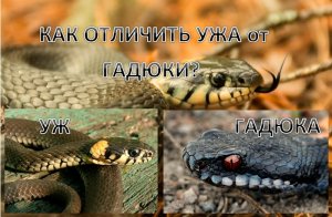 Как отличить ужа от гадюки?