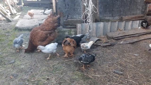Куры//Первые выводки цыплят на улице смотреть онлайн