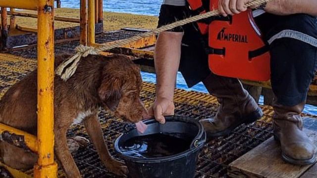 Буровики чудом спасли собаку из моря в 200 км от берега смотреть онлайн
