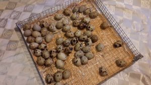 перепел Техасский Белый утяжелённый. Популярная мясная порода перепелов