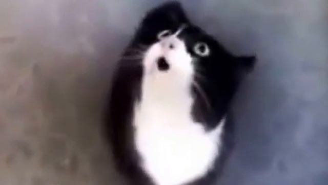 Russian crazy cat РУССКИЙ КОТ ПСИХ смотреть онлайн