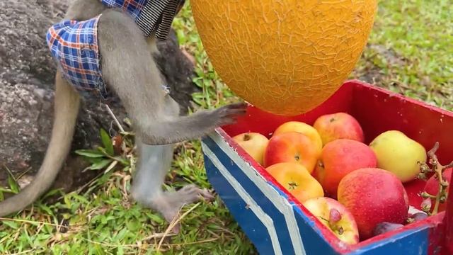 Baby Monkey Bim Bim Going Koi Fishing Is Very Funny And Cute | Baby Monkey Animal