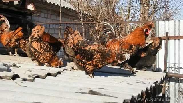 Altai, Pavlov Chickens, PAVLOV ROOSTERS SING Поют Павловские петухи, смотреть онлайн