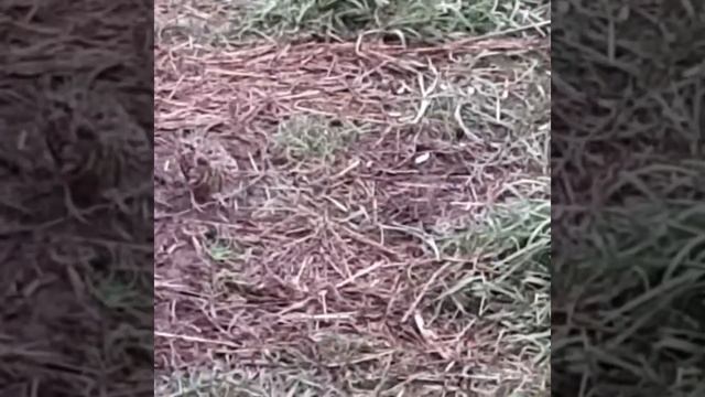 В тесном контакте с настоящей природой смотреть онлайн