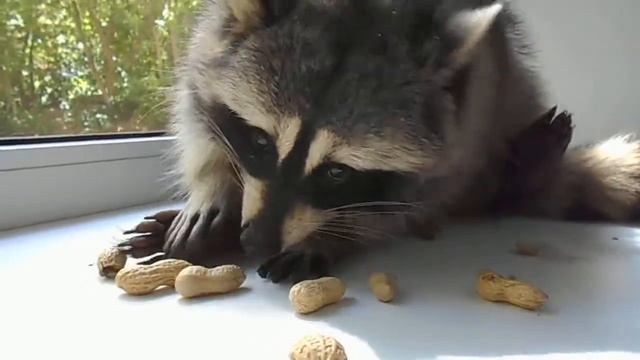 Енот ест орешки, как ребёнок)) | Raccoon eats nuts like a child)) смотреть онлайн
