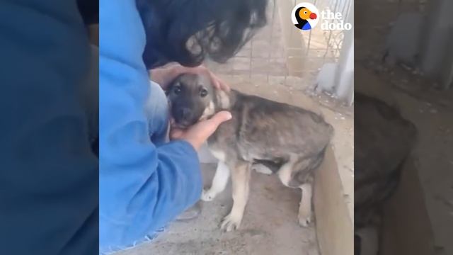 Dog Cries Every Time He's Touched — Until He Meets This Woman | The Dodo смотреть онлайн