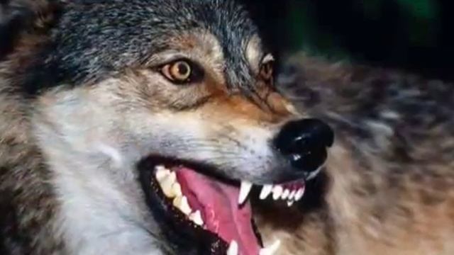 Высоцкий на иврите - Дом хрустальный (М.Эпельзафт) | בית מבדולח, ויסוצקי смотреть онлайн