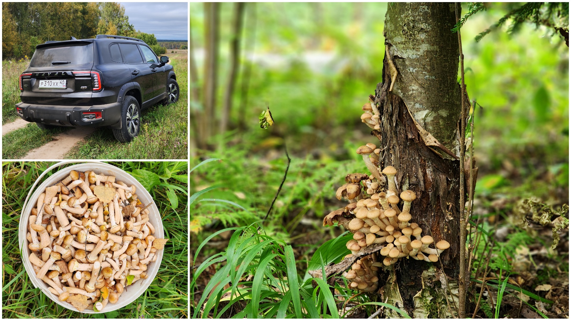 Dargo X, лесная прогулка за грибами смотреть онлайн