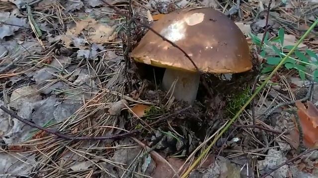 Сбор грибов, грибной сезон 2019, белые грибы и другие находки смотреть онлайн