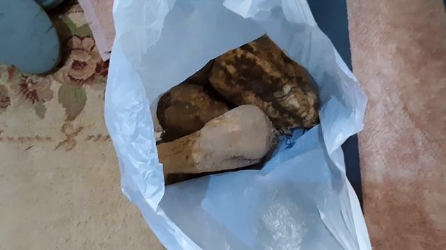 Мы ездили собирать грибы в посадках, с машины упала сахарная свёкла, я подобрал ее. смотреть онлайн
