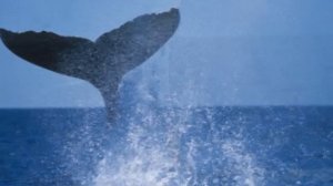 Факты про китов и касаток