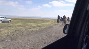 Бега рысаков и иноходцев. Дистанция 4,800. Первое место Лабрис, второе место Ураган, третье Дублёр.