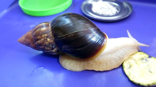Яйца улиток ахатин | Как часто улитка размножается смотреть онлайн