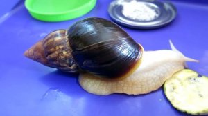 Яйца улиток ахатин | Как часто улитка размножается