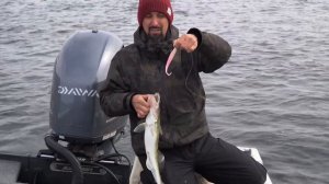 DAIWA BAIT JUNKIE для Джига / Андрей Старков