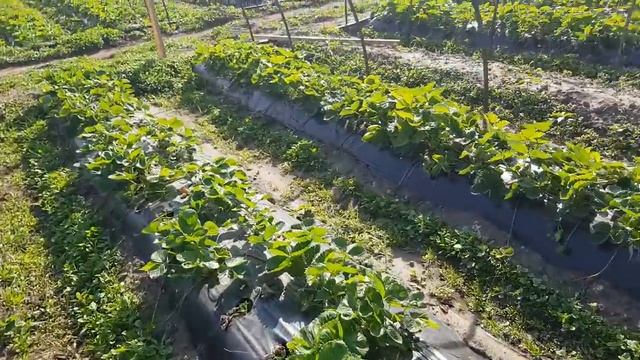 В гостях у известного клубничника Кубани Михаила Острохишко. смотреть онлайн