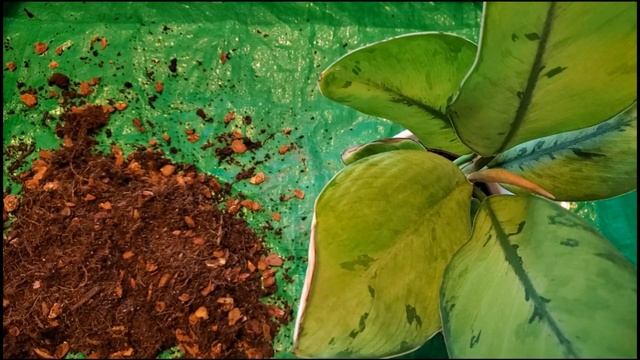 Homalomena Selby   Let's Repot