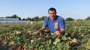 64/20МАЛГА! Клубника НСД Мальга! Сорт клубники MALGA. Август 2020