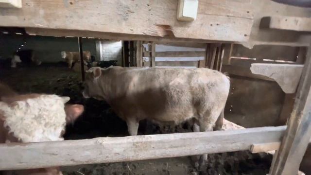 На сколько поправились бычки смотреть онлайн