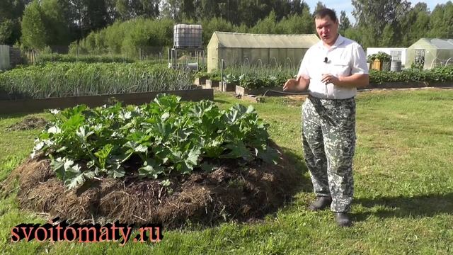 Проверенный способ вырастить отличные кабачки смотреть онлайн