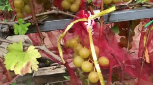 Виноград Колобок