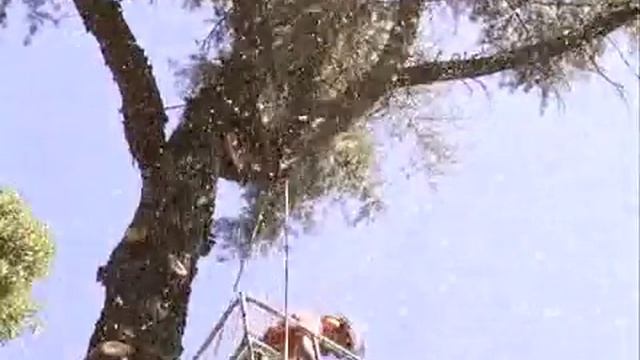 Abbattimento di un albero (Cedrus Libani) malato смотреть онлайн