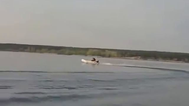 BRIG Dingo 330 Tohatsu 9 8 2 str смотреть онлайн