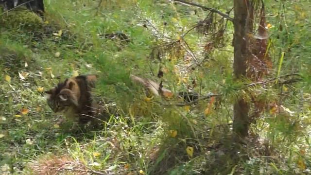 Любава Сладкое Пятнышко. Прогулка. Продолжение смотреть онлайн